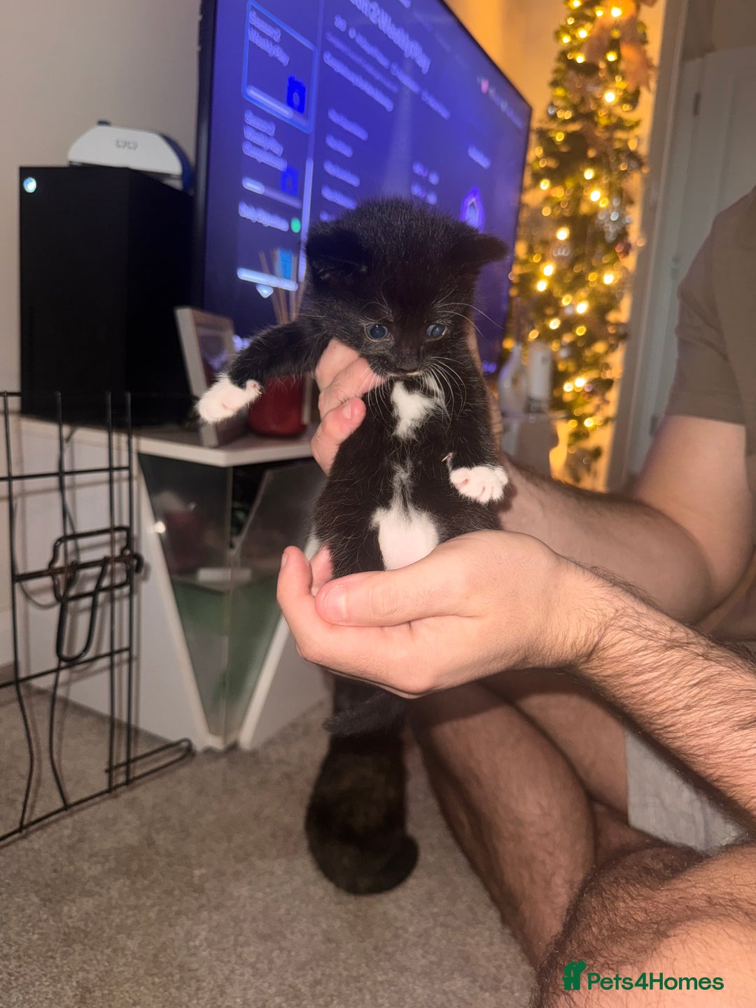 Mixed Breed cats for sale: Mixed breed kittens  - Image 6