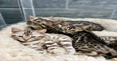 Bengal cats Stunning TICA 5 Generation Pedigree Kittens - Advert 2