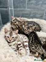 Bengal cats Stunning TICA 5 Generation Pedigree Kittens - Advert 2