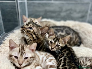 Bengal cats Stunning TICA 5 Generation Pedigree Kittens - Advert 7