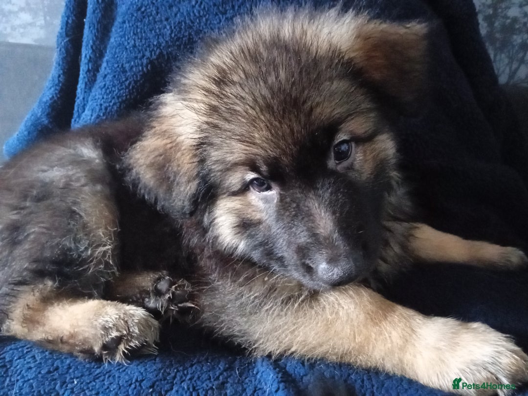 German Shepherd dogs for sale: KC Long Haired, Last Remaining boy  - Image 5