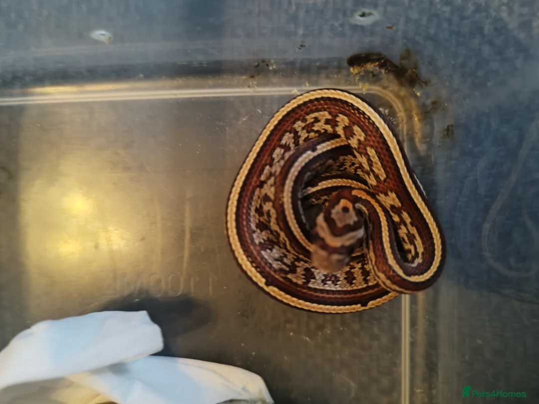Corn Snake reptiles for sale: Cb 2025 cornsnake hatchlings  - Advert 3