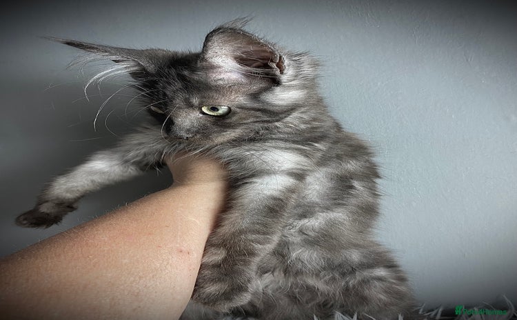 Maine Coon cats - Advert 2