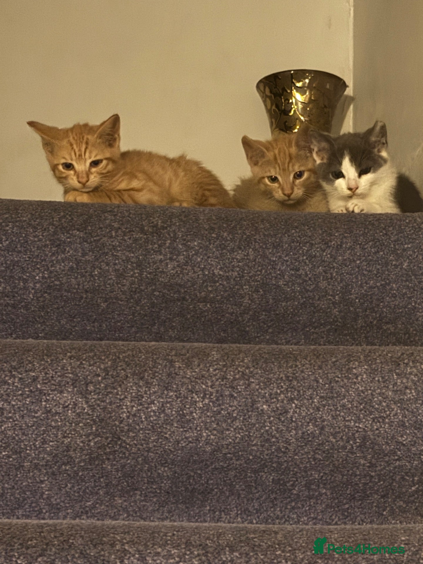 Domestic Shorthair cats 3 kitten boys ready to go! - Advert 1