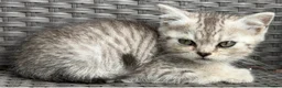 British Shorthair cats for sale: British short hair X Scottish fold  in Lincoln - Advert 1