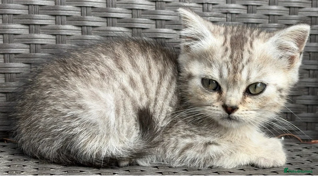 British Shorthair cats for sale: British short hair X Scottish fold  in Lincoln - Advert 1