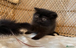 Exotic cats for sale: ❤️Stunning Exotic Shorthair & Longhair Kittens❤️  - Image 20