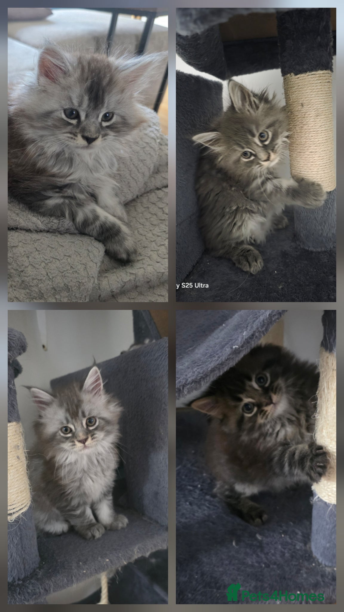 Maine Coon cats  Pure Maine coon kittens ready now  - Advert 18