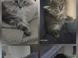 Maine Coon cats Pure Maine coon kittens ready now - Advert 6