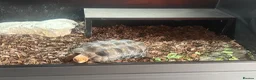 Tortoise reptiles for sale: Red footed tortoise with set up  - Advert 5
