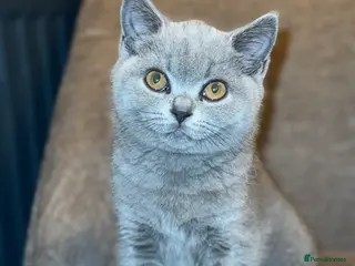 British Shorthair cats British short hair BOY. - Advert 1