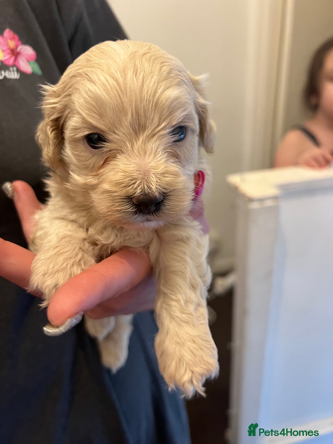 Maltipoo dogs for sale: Korean maltipoo luxury teddy 3 boys  - Advert 7