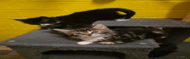 Mixed Breed Kitten 1