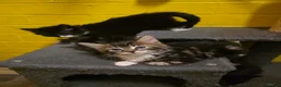 Mixed Breed cats for sale: tuxido and tabby kittens  - Advert 6