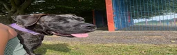 Presa Canario dogs for adoption: Female presa canario - Advert 3
