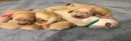 Golden Retriever dogs for sale: Beautiful KC Registered Golden Retriever Puppies. in Fordingbridge - Advert 7