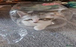 Mixed Breed cats for sale: 🐾 Three Charming Gentlemen Looking for Homes! 🐾 - Image 6