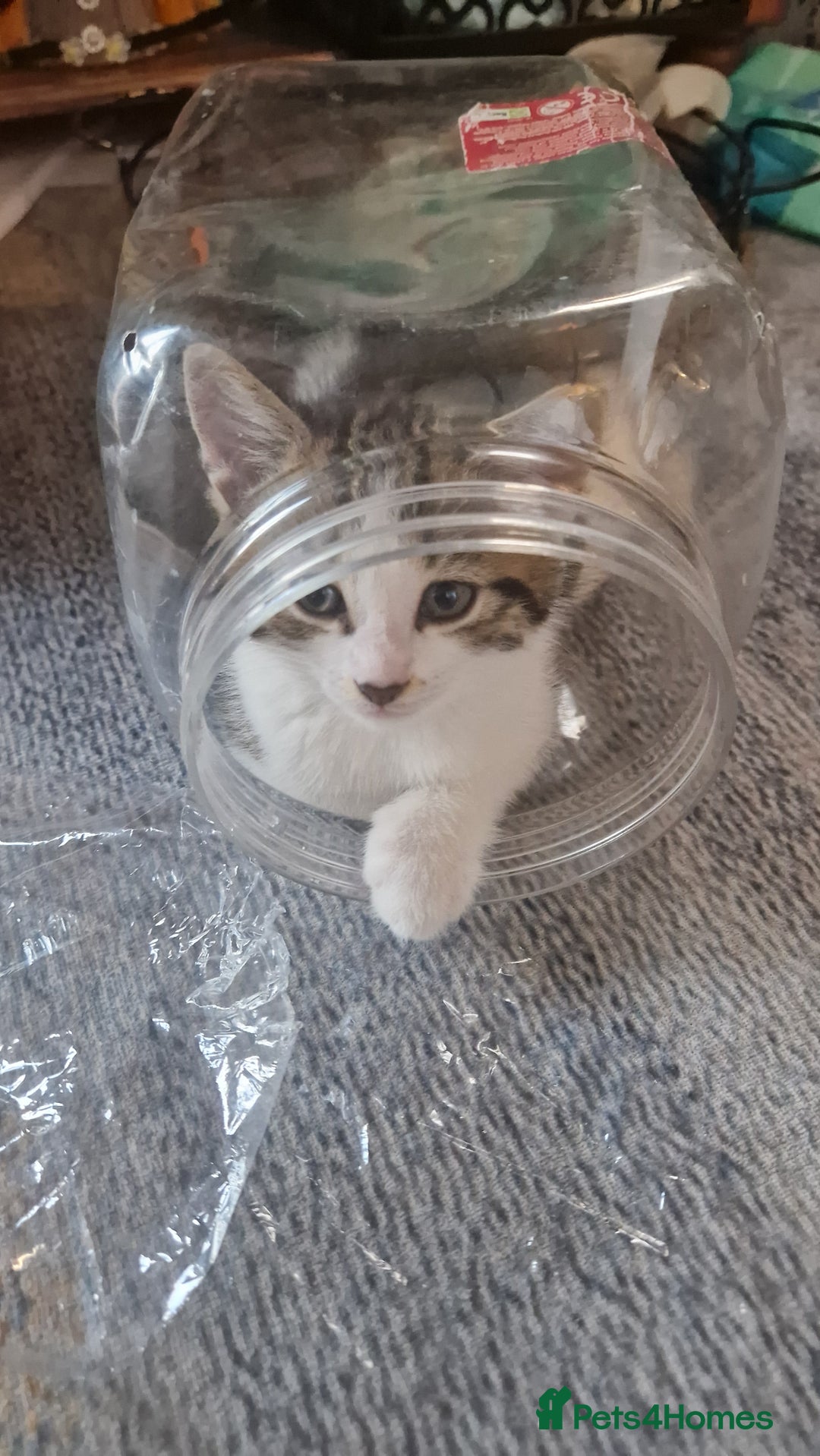 Mixed Breed cats for sale: 🐾 Three Charming Gentlemen Looking for Homes! 🐾 - Image 6