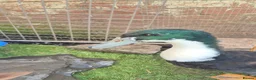 Ducks poultry for sale: 3 drakes for sale - Advert 4