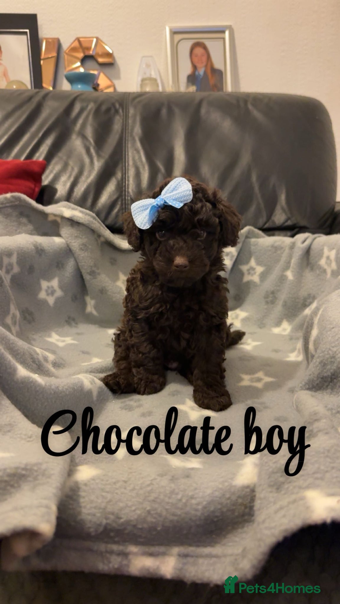 Toy Poodle dogs Ready now Stunning show type toy poodles  - Advert 16