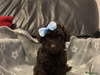 Toy Poodle dogs Ready now Stunning show type toy poodles - Advert 16