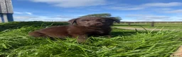 Labrador Retriever dogs for sale: Beautiful Labrador puppies chocolate and yellow  in Chulmleigh - Advert 13