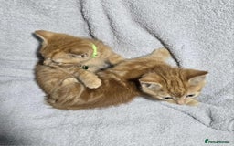 British Longhair cats for sale: Beautilful ginger boys - Image 2