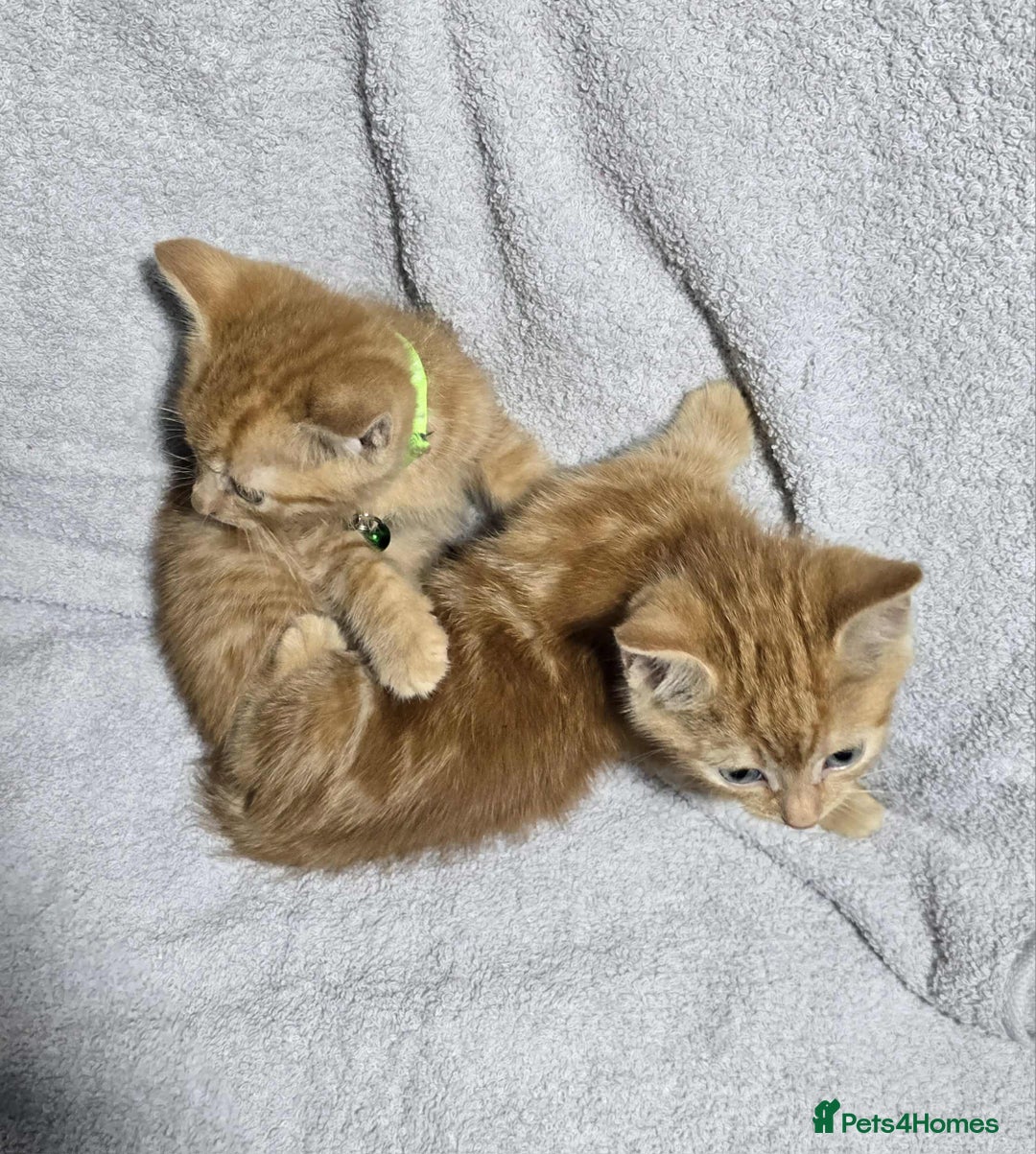 British Longhair cats for sale: Beautilful ginger boys - Image 2