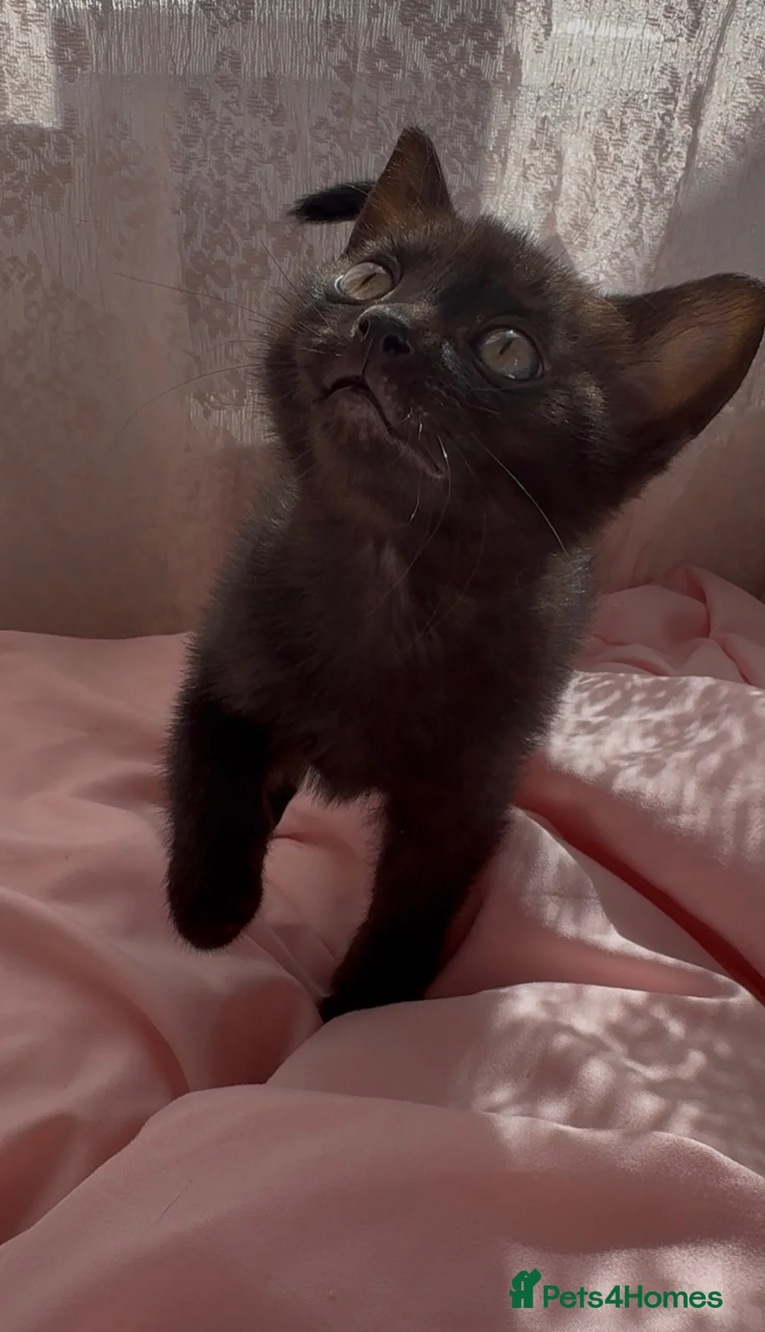 Mixed Breed cats for sale: Ragdoll x BSH Kittens READY NOW - Advert 6
