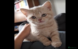 British Shorthair cats for sale: 3 beautiful pedigree British shorthair boys.  - Image 19