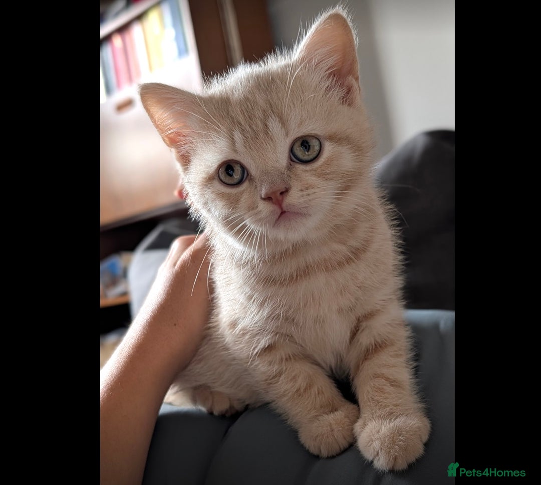 British Shorthair cats for sale: 3 beautiful pedigree British shorthair boys.  - Image 19