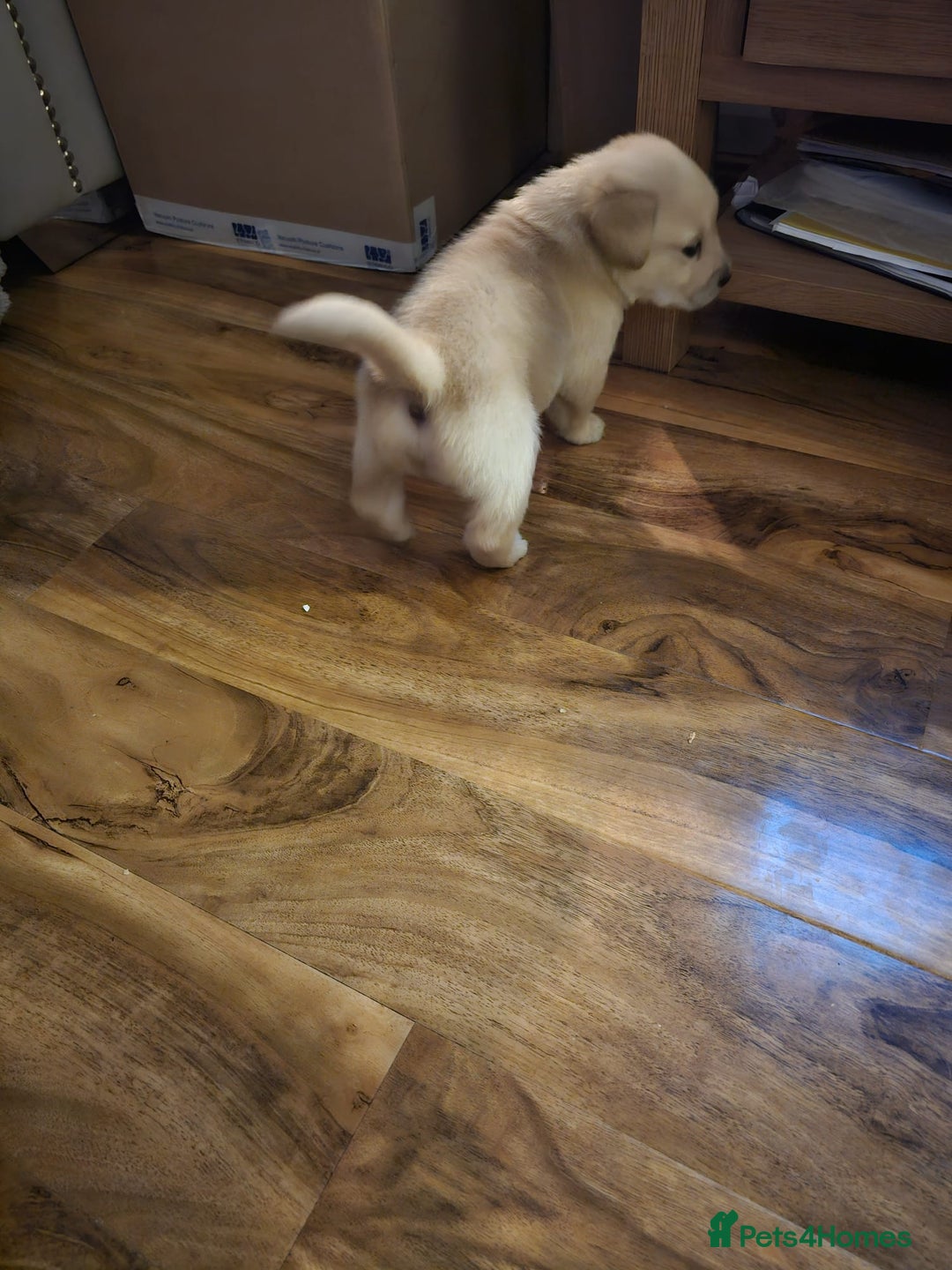 Labrador Retriever dogs for sale: Two beautiful boys - Advert 19