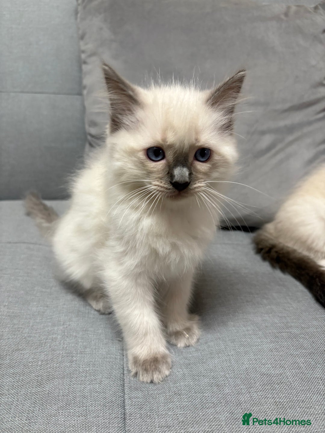 Ragdoll cats for sale: GCCF REGISTERED RAGDOLL KITTENS. 4  BOYS - Image 22