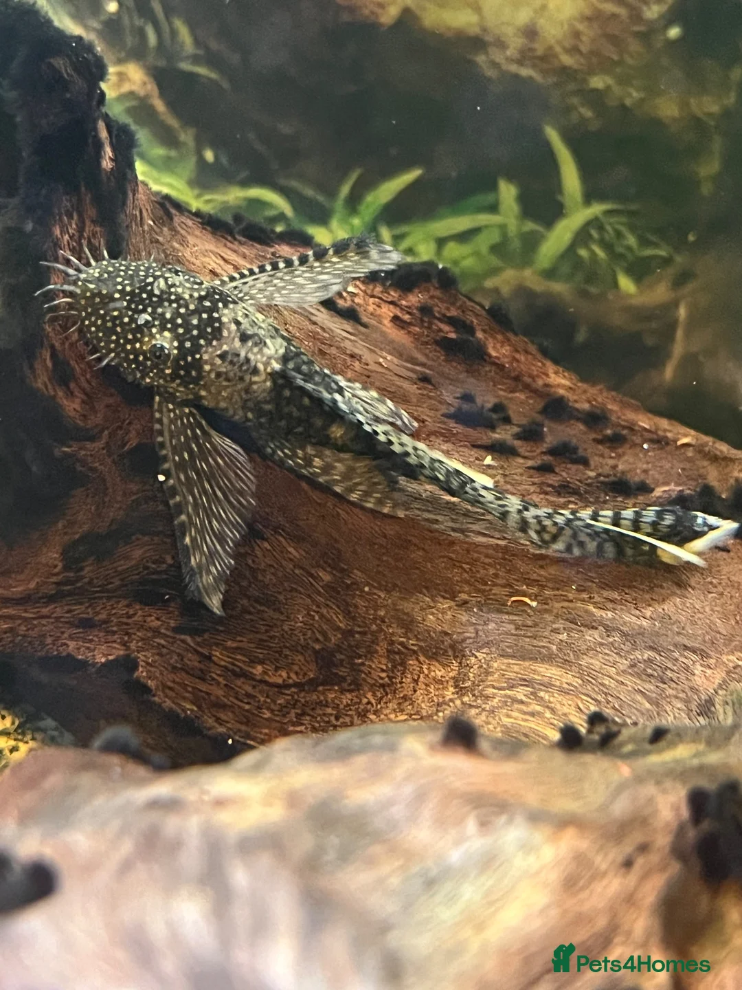 Plecos fish for sale: 2 MALE Breeding age Longfin Bristlenose - Advert 2