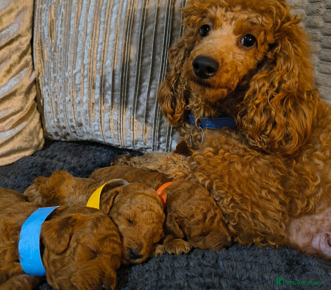 Toy Poodle dogs for sale: Toy Poodles For Sale - Advert 5