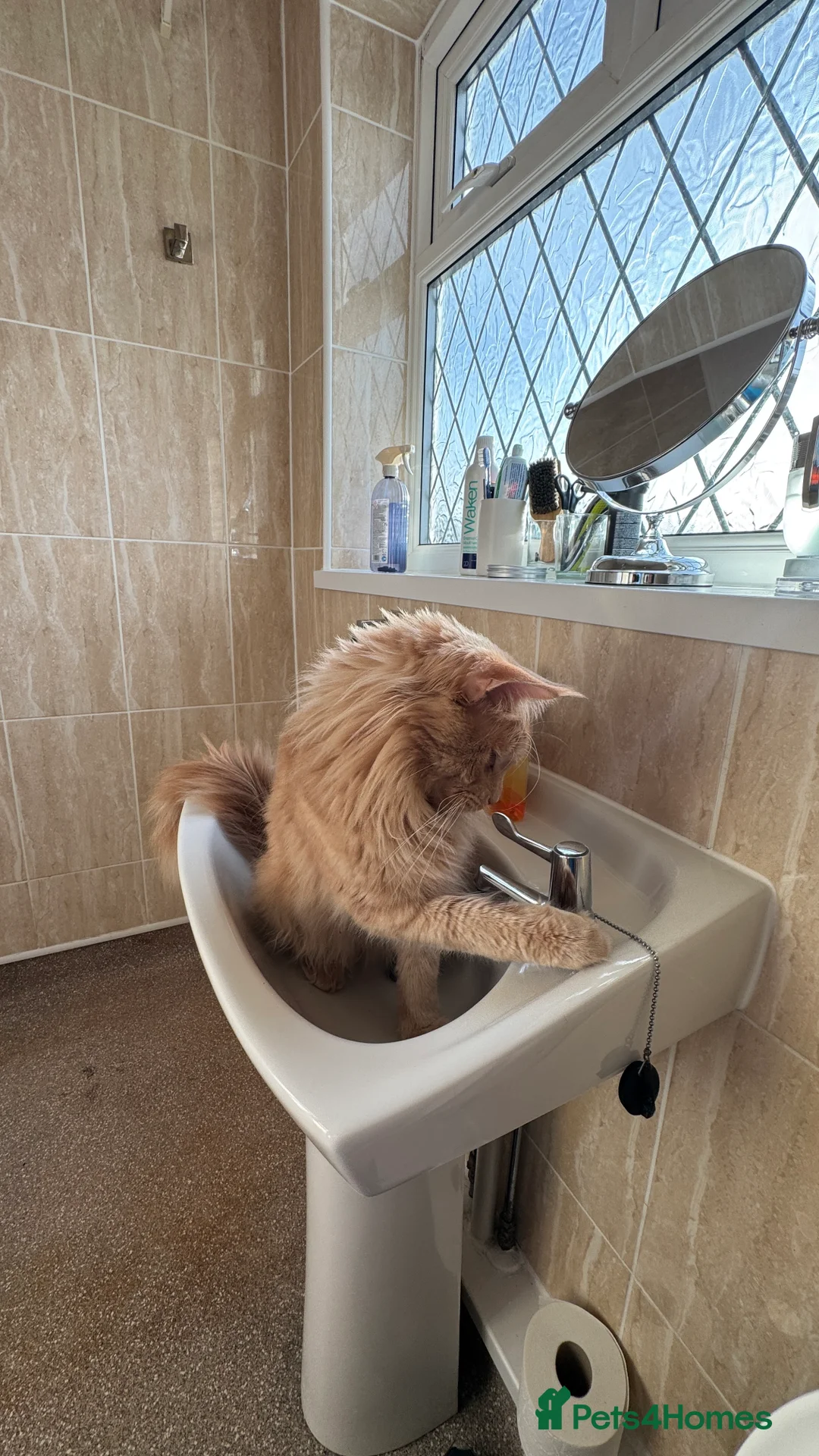 Maine Coon cats for sale: Custard - Advert 6