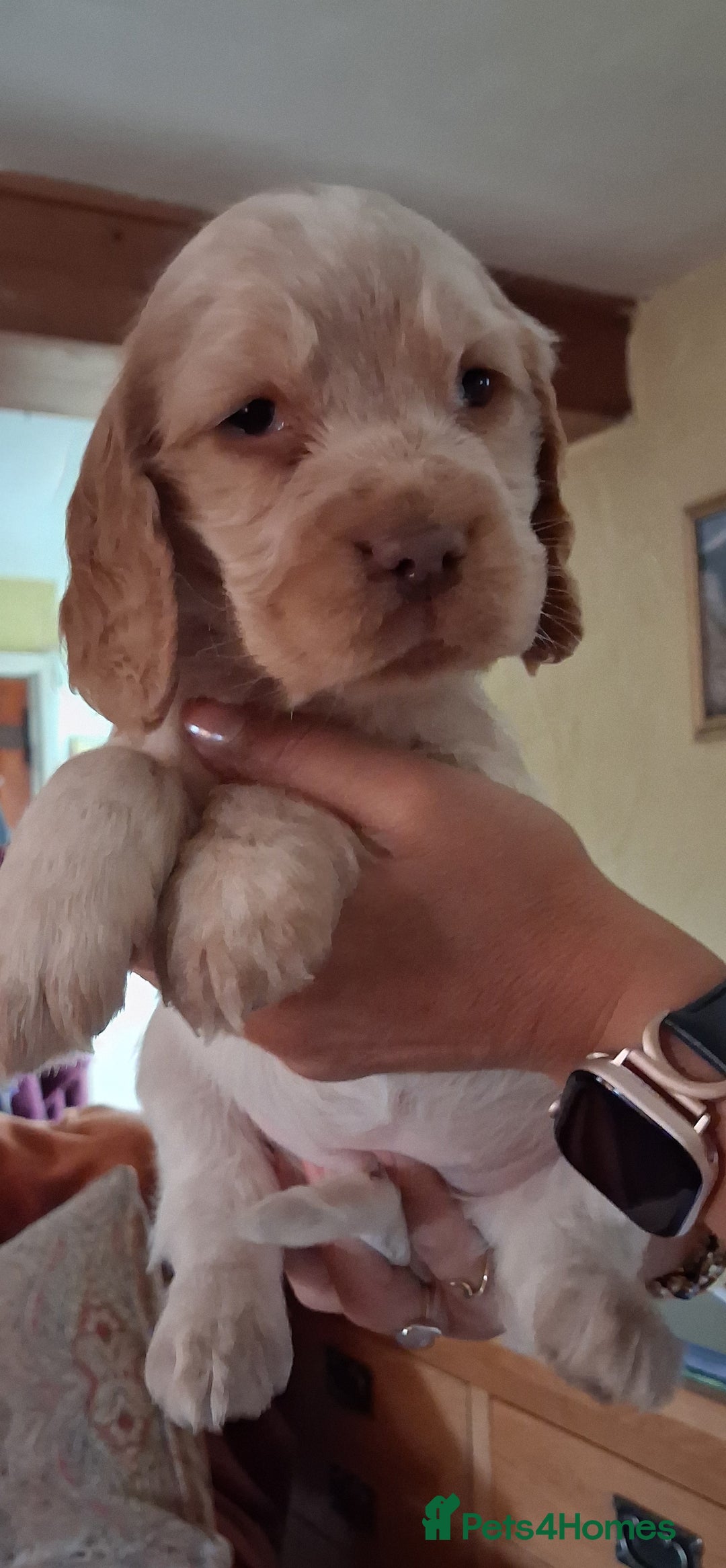 Sprocker dogs for sale: Sprocker pups for sale. - Advert 8