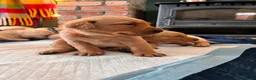 Labrador Retriever dogs for sale: KC Registered Red Fox Labrador Puppies - Advert 2