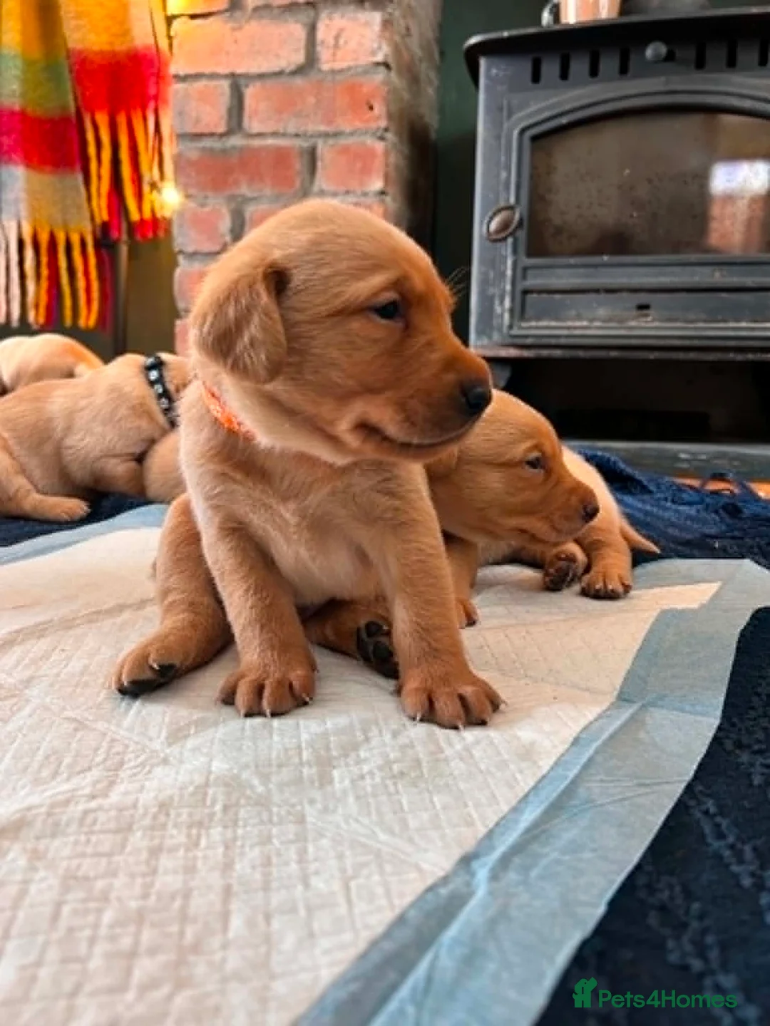 Labrador Retriever dogs for sale: KC Registered Red Fox Labrador Puppies - Advert 2
