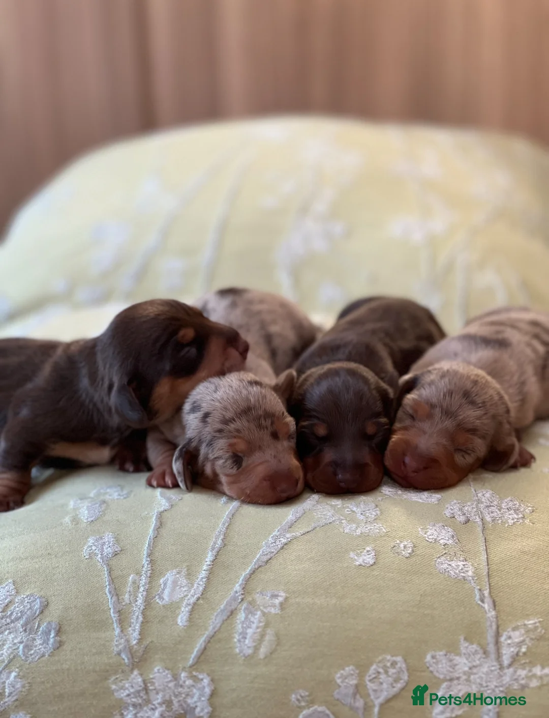 Miniature Dachshund dogs for sale: Beautiful miniature dachshund puppies - Advert 2