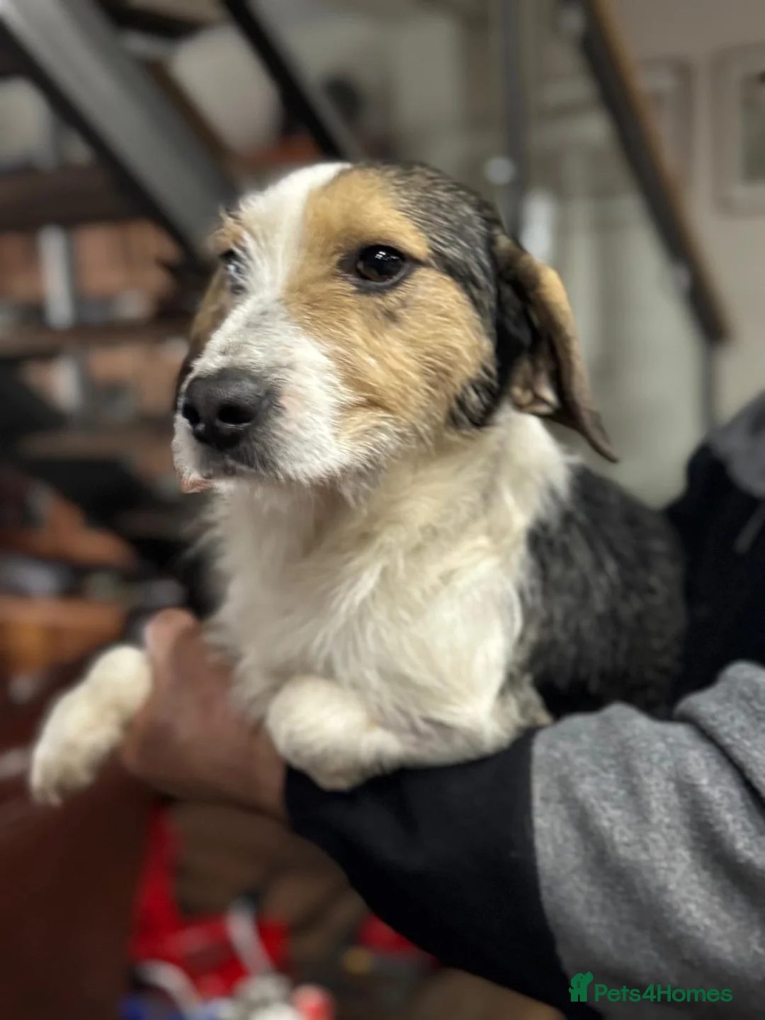 Mixed Breed dogs for adoption: Sweet Rami is looking for LOVE - Advert 6