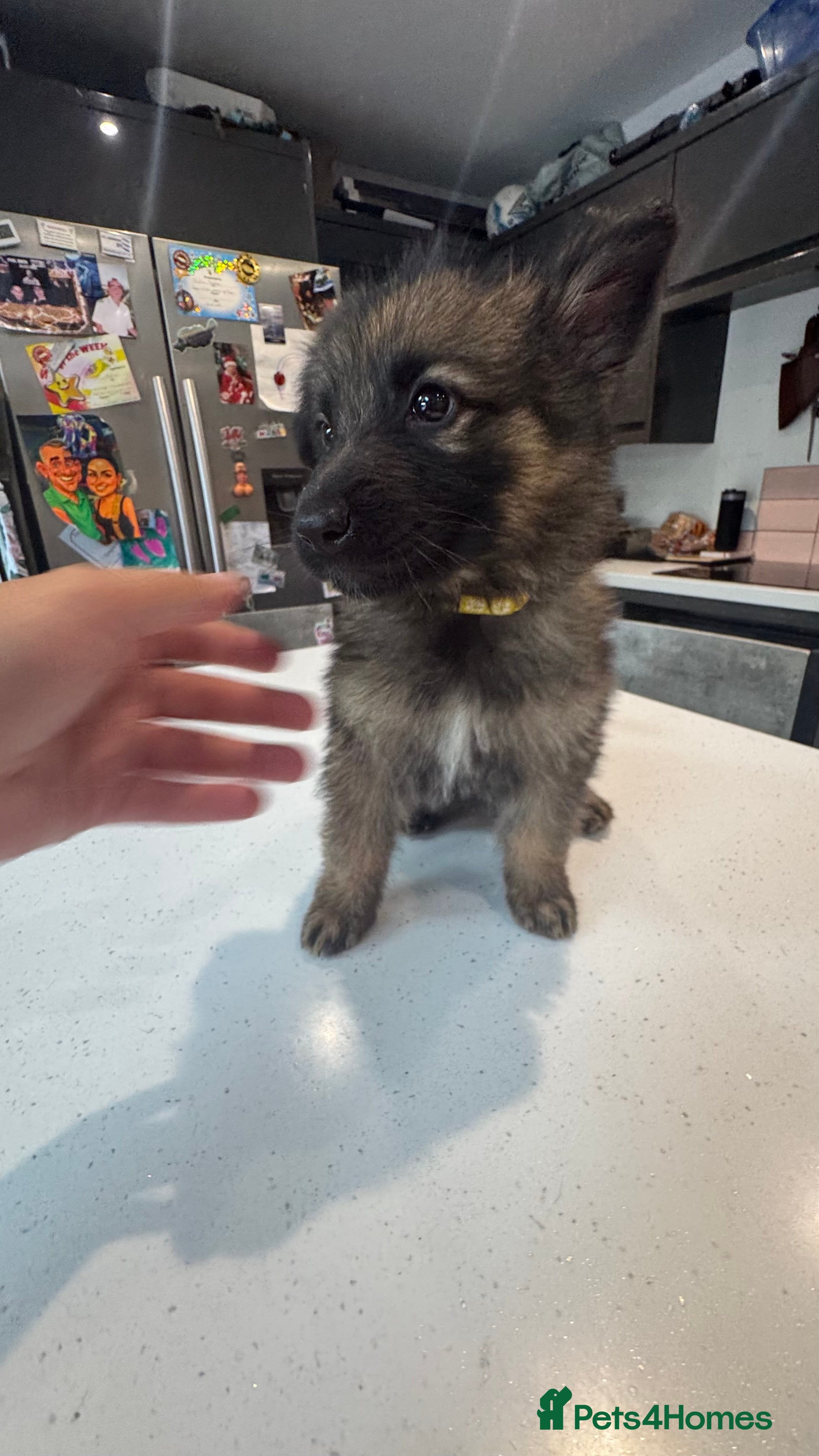 German Shepherd dogs 10 beautiful German shepherd puppies - Advert 2