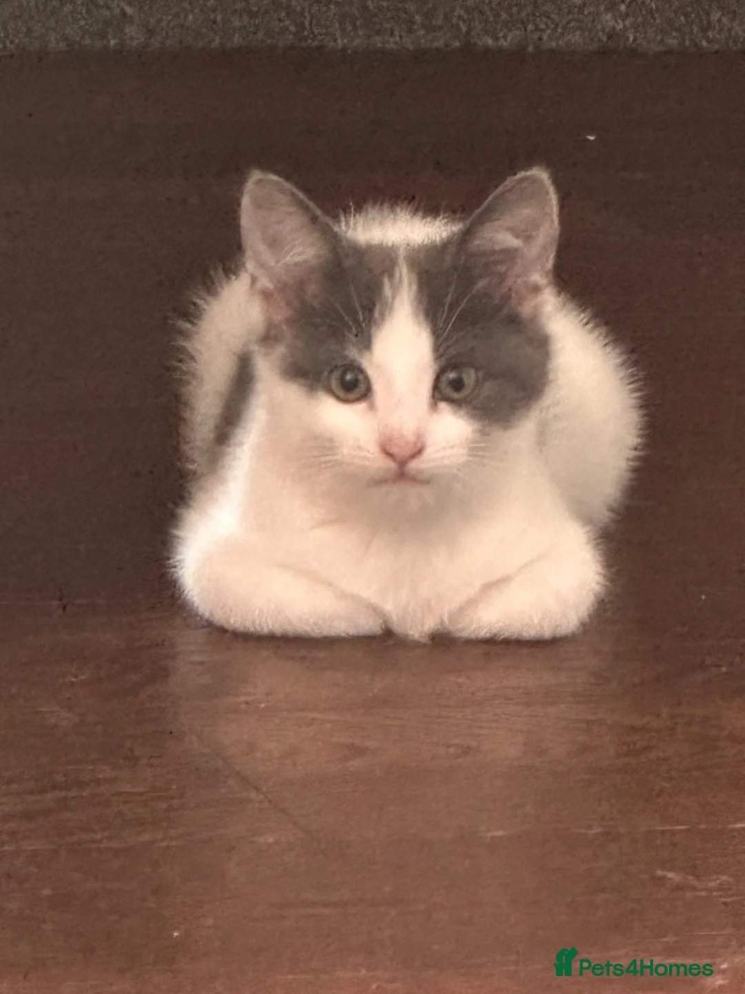 Mixed Breed cats for sale: Last two toe eaters - Advert 2