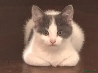 Mixed Breed cats Last two toe eaters - Advert 10