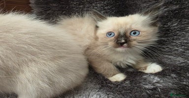 Ragdoll cats - Advert 1