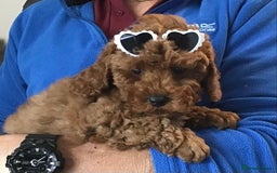 Cockapoo dogs for sale: ADORABLE SMALL MINIATURE F1B COCKAPOO PUPPIES - Image 4