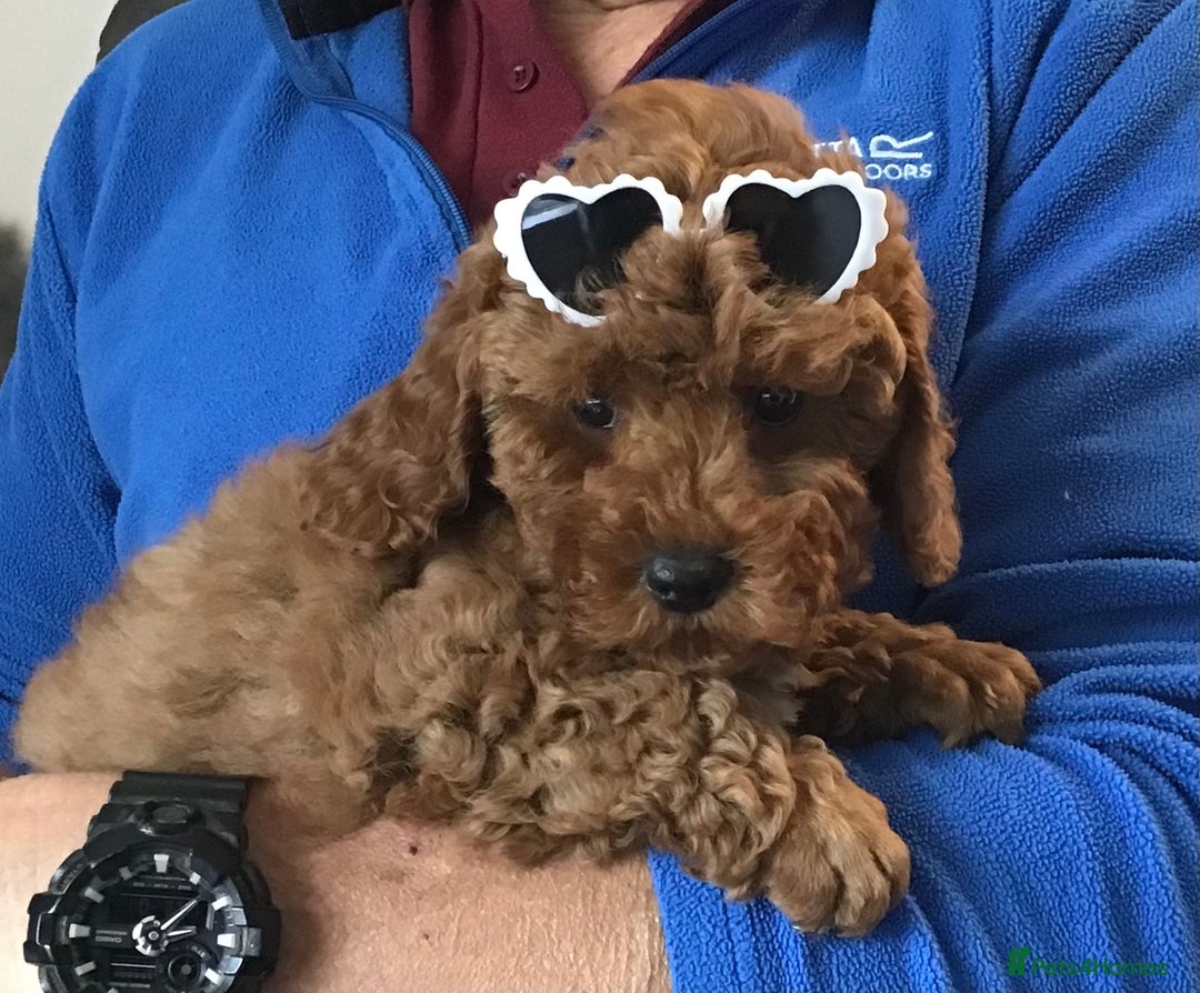 Cockapoo dogs for sale: ADORABLE SMALL MINIATURE F1B COCKAPOO PUPPIES - Image 4