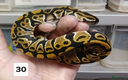 Python Snake reptiles for sale: Hatchling Royal Python's  - Image 17