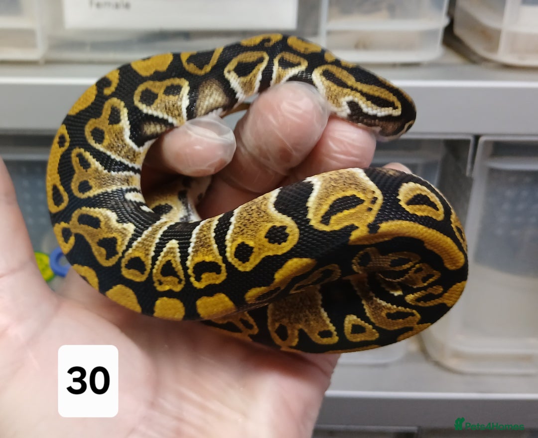 Python Snake reptiles for sale: Hatchling Royal Python's  - Image 17