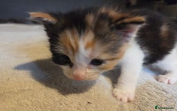 Mixed Breed cats for sale: Stunning kittens available Leicestershire  - Image 6